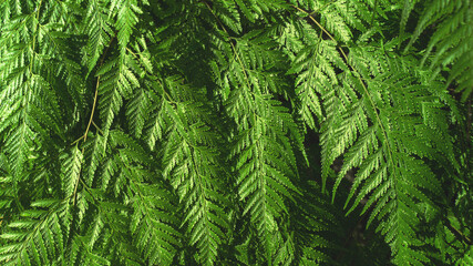 Fototapeta premium Green leaves pattern background, Natural background and wallpaper. in Phuket Thailand.