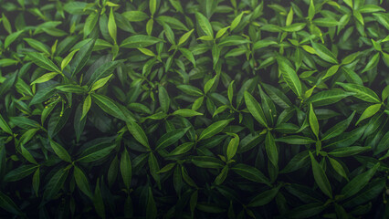 Green leaves pattern background, Natural background and wallpaper. in Phuket Thailand.