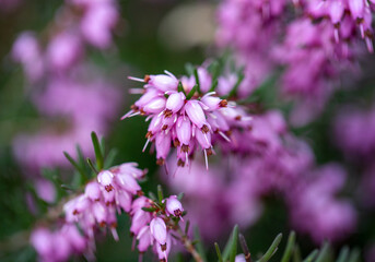 Spring flowers on trees