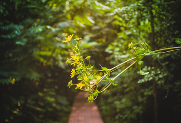 Spring flowers on trees