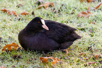 white coots bird