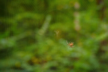 Crusader spider forming a cobweb in the forest.