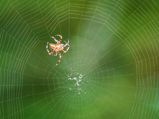 Crusader spider forming a cobweb in the forest.