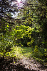 path through an old forest in autumn, natural landscape