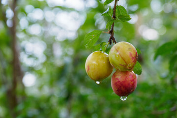 Pinkish three plums on a twig after the rain.