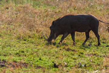 Common warthog (Phacochoerus africanus) at the Serengeti national park, Tanzania. Wildlife photo