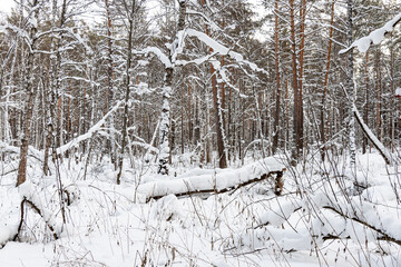Fototapeta premium Beautiful landscape of winter snowy forest 