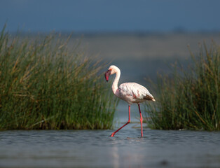 Lesser Flamingo, Lake Elementaita, Kenya