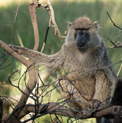 Olive Baboon, Maasai Mara Kenya