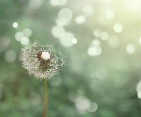 dandelion with scattered seeds on green background
