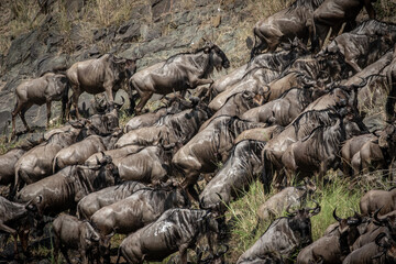Fototapeta premium River Crossing of a group of Wildebeest during the great migration, Maasai Mara Kenya 2021