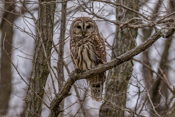 Winter owl standing on a tree branch at the Lake Springfield in Springfield, Illinois, USA
