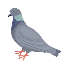 Pigeon. Image of a pigeon side view of a city bird. The pigeon is standing on the floor. Vector illustration isolated on a white background
