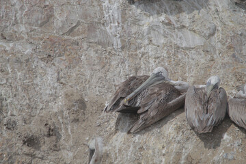 Gray pelicans on the rocky cliffs on the coast © NaturePhotography/Wirestock