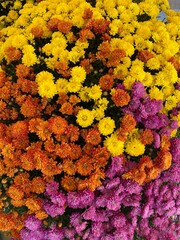 Orange, Yellow, and Purple Mums