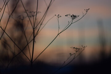 flowers blowing in the wind against sunset sky in the backgrounds. Abstract flowers fields on winter dusk. Silhouette. Long exposure. blur.