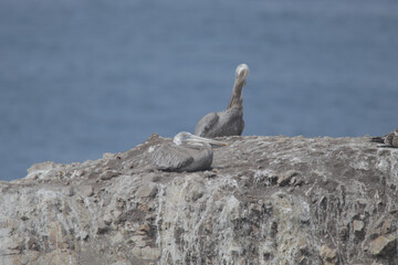 Gray pelicans on the rocky cliffs on the coast © NaturePhotography/Wirestock