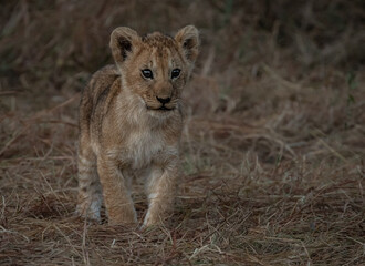Lion Cub Maasai Mara National Reserve Kenya