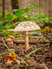 Boletus edulis growing in the forest.