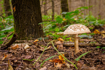 Boletus edulis growing in the forest.
