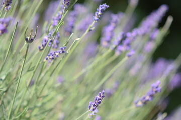 Close up view of natural green leaves on greenery blurred background ecology landscape wallpaper freshness concept.