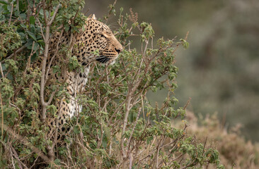 Fototapeta premium Queen of the Maasai Mara Leopards Her name is Kaboso and she is a great huntress. Kenya 2021