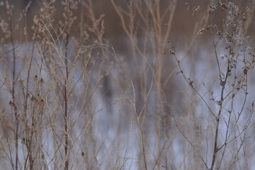 Abstract background with branches. Blurry background