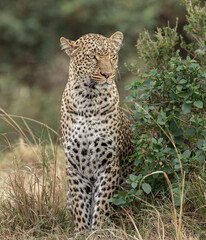 Queen of the Maasai Mara Leopards
Her name is Kaboso and she is a great huntress.
Kenya 2021