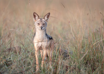 Black-backed Jackal (Canis mesomelas) in Maasai Mara National Reserve