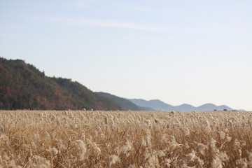 Landscape view of Scirpus field on mountains background © 김pd/Wirestock