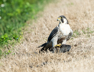 Peregrine Falcon with fresh kill