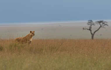 Lioness of the Maasai Mara National Reserve. Beautiful and very successful hunters.