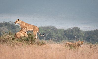 Lioness of the Maasai Mara National Reserve. Beautiful and very successful hunters.