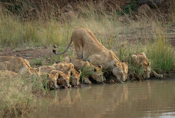 Lions of the Maasai Mara National Reserve