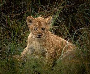 Fototapeta na wymiar Lions of the Maasai Mara National Reserve