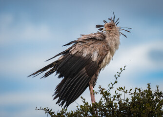 Secretary Bird, Maasai Mara Kenya