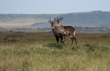 Defassa Waterbuck, Maasai Mara Kenya