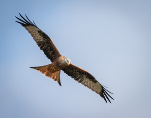 Red Kite, Switzerland