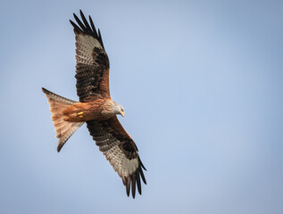 Red Kite, Switzerland