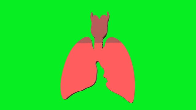 Human Lungs on Green Screen - Icon Isolated - 3D Animation