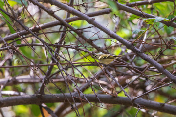 Sichuan bush warbler (Locustella chengi) at Walong, Arunachal Pradesh, India