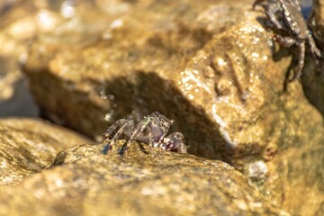 Mediterranean crabs above the rocks