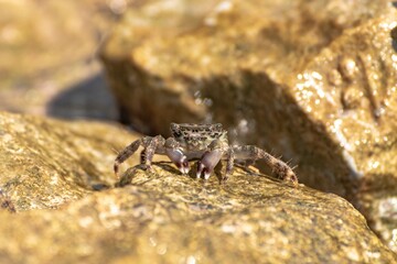 Characteristic specimen of Mediterranean crab on rocks