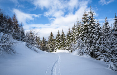 Fototapeta na wymiar Hiking trail in snow-covered landscape, Unken, Pinzgau, Salzburger Land, Austria