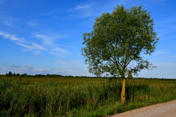 Fototapeta premium A view of a vast meadow, pastureland, or lawn with crops covering a large part of it located next to some forest or moor and with a dirt road or path leading through it seen on a cloudy summer day