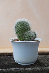 Cactus is characterized by beautiful white hairs. in a white pot