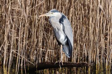 A grey heron - ardea cinera - in the Reed, Ziegeleipark Heilbronn, Germany, Europe.