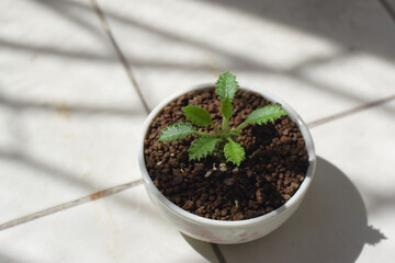 Top view Soft focus Desert Coconut Cactus in a white pot