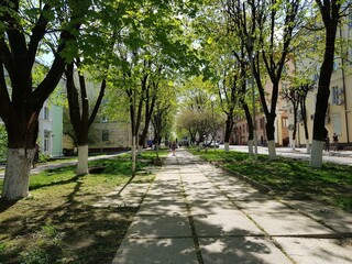 Alley in the park
