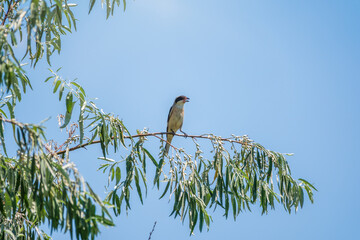 The great grey shrike, lat. Lanius excubitor, sitting on the branch with blue background.